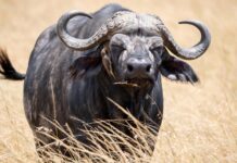 Fotoausstellung zeigt die Suche nach den Big Five im KunstGang der MHH – Elefant, Löwe, Leopard, Büffel, Nashorn im Fokus Die Suche nach den Big Five wird in einer beeindruckenden Fotoausstellung im KunstGang der MHH präsentiert. Erleben Sie die Wildnis hautnah