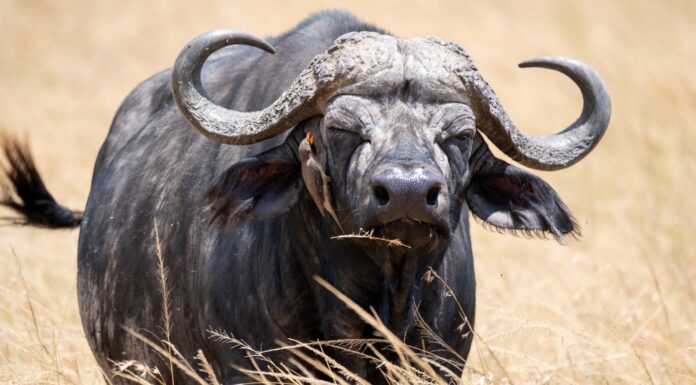 Die Suche nach den Big Five wird in einer beeindruckenden Fotoausstellung im KunstGang der MHH präsentiert. Erleben Sie die Wildnis hautnah