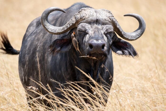 Die Suche nach den Big Five wird in einer beeindruckenden Fotoausstellung im KunstGang der MHH präsentiert. Erleben Sie die Wildnis hautnah