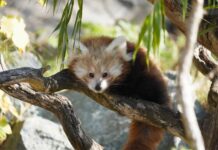 Trauriger Verlust im Erlebnis-Zoo: Ein Jungtier der Kleinen Pandas gestorben Trauriger Verlust im Zoo: Jungtier der Kleinen Pandas gestorben. Der Zoo ist über den unerwarteten Tod sehr traurig