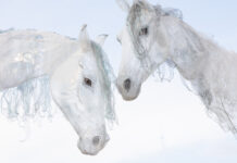 Vorfreude und Magie unterm Weihnachtsbaum: Der Ticket-Vorverkauf für das Kleine Fest 2026 beginnt bald am 26. November