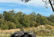 Wasserbüffel weiden im Stadtgebiet für mehr Artenvielfalt und naturnahe Pflege Wasserbüffel weiden im Stadtgebiet: Ein einzigartiges Projekt in Hannover sorgt für mehr Artenvielfalt und naturnahe Pflege