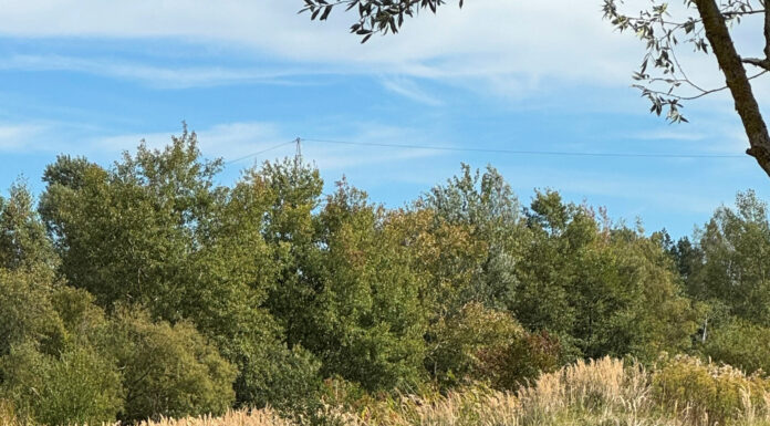 Wasserbüffel weiden im Stadtgebiet: Ein einzigartiges Projekt in Hannover sorgt für mehr Artenvielfalt und naturnahe Pflege