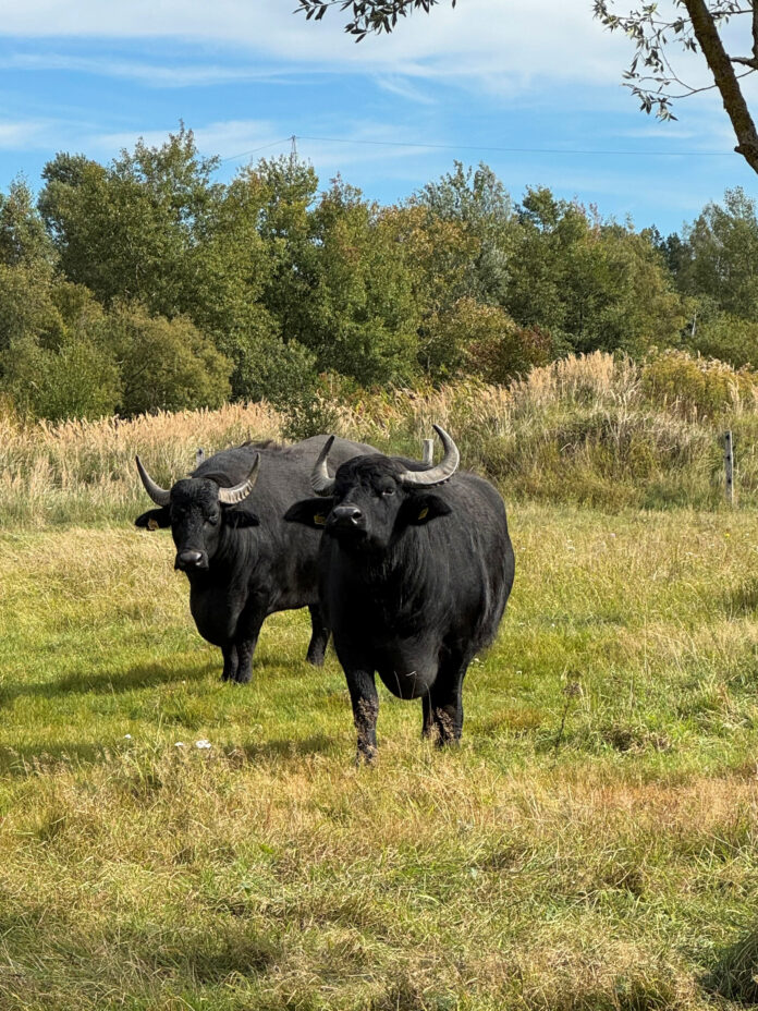 Wasserbüffel weiden im Stadtgebiet: Ein einzigartiges Projekt in Hannover sorgt für mehr Artenvielfalt und naturnahe Pflege