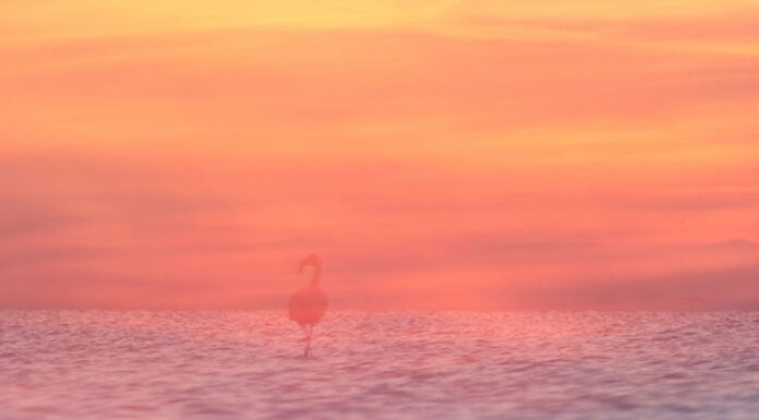 Fotoausstellung „Malen mit der Kamera“ der Fotografin Anja Mickel im MHH KunstGang Fotoausstellung "Malen mit der Kamera" der Fotografin Anja Mickel im MHH KunstGang