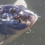 Fische aus dem Maschsee werden zu Festtagen verkauft: Frischfisch für Weihnachten und Neujahr am Nordufer erhältlich