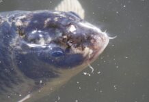 Fische aus dem Maschsee werden zu Festtagen verkauft – Frischfisch für Weihnachten und Neujahr Fische aus dem Maschsee werden zu Festtagen verkauft: Frischfisch für Weihnachten und Neujahr am Nordufer erhältlich