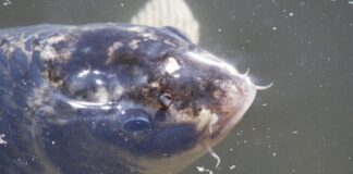 Fische aus dem Maschsee werden zu Festtagen verkauft: Frischfisch für Weihnachten und Neujahr am Nordufer erhältlich