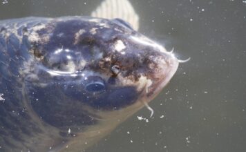 Fische aus dem Maschsee werden zu Festtagen verkauft – Frischfisch für Weihnachten und Neujahr Fische aus dem Maschsee werden zu Festtagen verkauft: Frischfisch für Weihnachten und Neujahr am Nordufer erhältlich