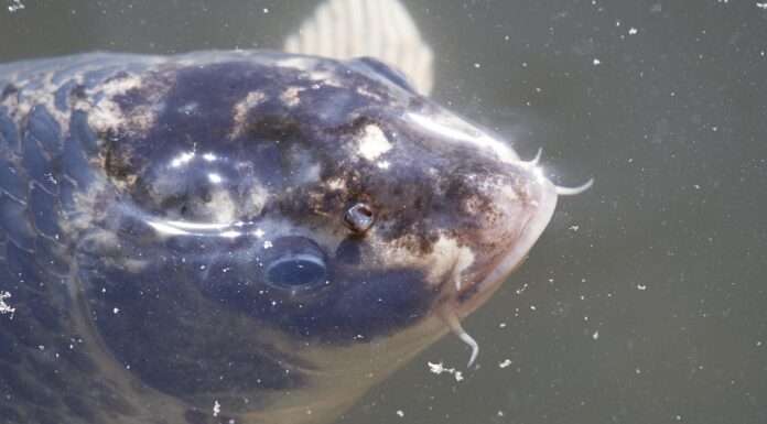 Fische aus dem Maschsee werden zu Festtagen verkauft – Frischfisch für Weihnachten und Neujahr Fische aus dem Maschsee werden zu Festtagen verkauft: Frischfisch für Weihnachten und Neujahr am Nordufer erhältlich