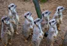 Zoo-Öffnungszeiten über Weihnachten und Neujahr: Gelegenheit für tierische Erlebnisse Der Zoo hat über Weihnachten und Neujahr geöffnet. Gelegenheit für tierische Erlebnisse am Tag oder Lichterglanz am Abend