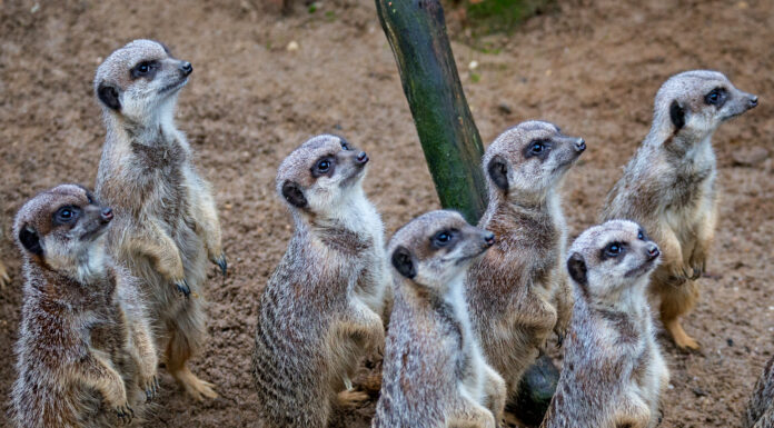 Der Zoo hat über Weihnachten und Neujahr geöffnet. Gelegenheit für tierische Erlebnisse am Tag oder Lichterglanz am Abend