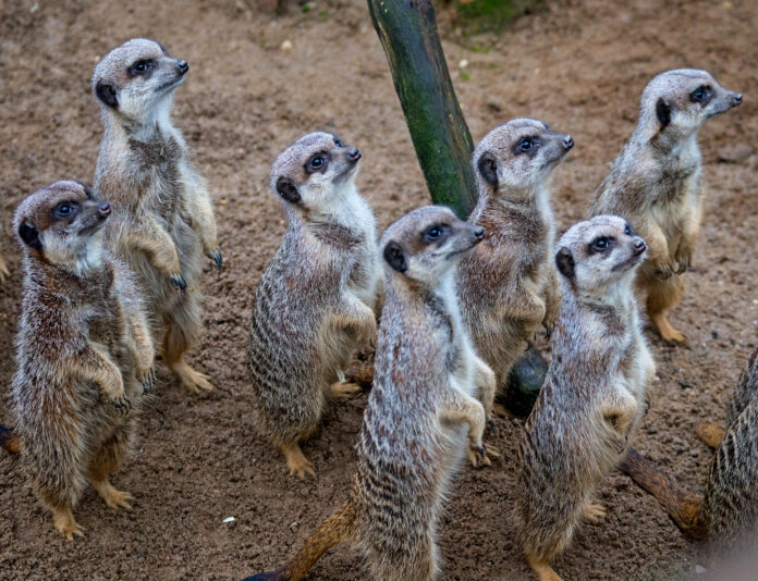 Der Zoo hat über Weihnachten und Neujahr geöffnet. Gelegenheit für tierische Erlebnisse am Tag oder Lichterglanz am Abend