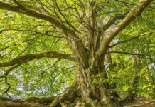 Der Waldzustandsbericht 2025 zeigt: Zu warm, zu trocken, aber Hoffnung für Bäume in der Region bleibt bestehen