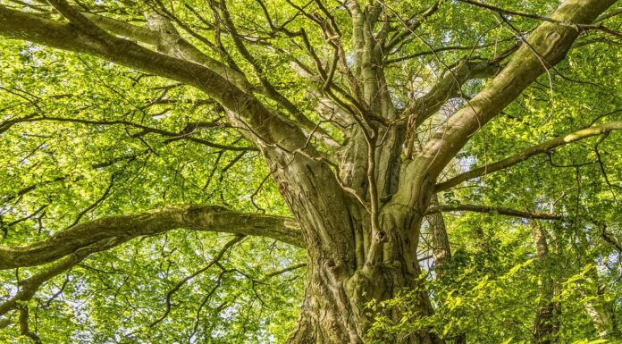 Der Waldzustandsbericht 2025 zeigt: Zu warm, zu trocken, aber Hoffnung für Bäume in der Region bleibt bestehen
