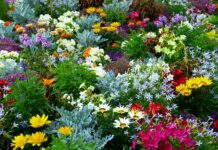 Schlussspurt – Anmeldungen für die Offene Pforte bis 23. Januar möglich Schlussspurt: Noch bis zum 23. Januar sind Anmeldungen für die Offene Pforte möglich. Gärten öffnen ihre Türen für Besucher