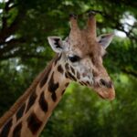 Trauer im Zoo: Giraffe Jamila gestorben. Das Team ist betroffen über den Verlust der liebenswürdigen Giraffe