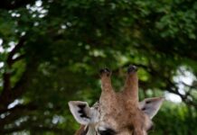 Trauer im Zoo: Giraffe Jamila gestorben. Das Team ist betroffen über den Verlust der liebenswürdigen Giraffe