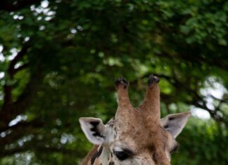 Trauer im Zoo: Giraffe Jamila gestorben. Das Team ist betroffen über den Verlust der liebenswürdigen Giraffe