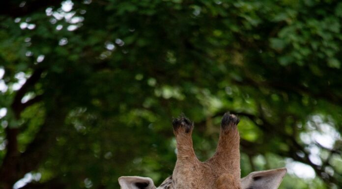 Trauer im Zoo: Giraffe Jamila gestorben. Das Team ist betroffen über den Verlust der liebenswürdigen Giraffe