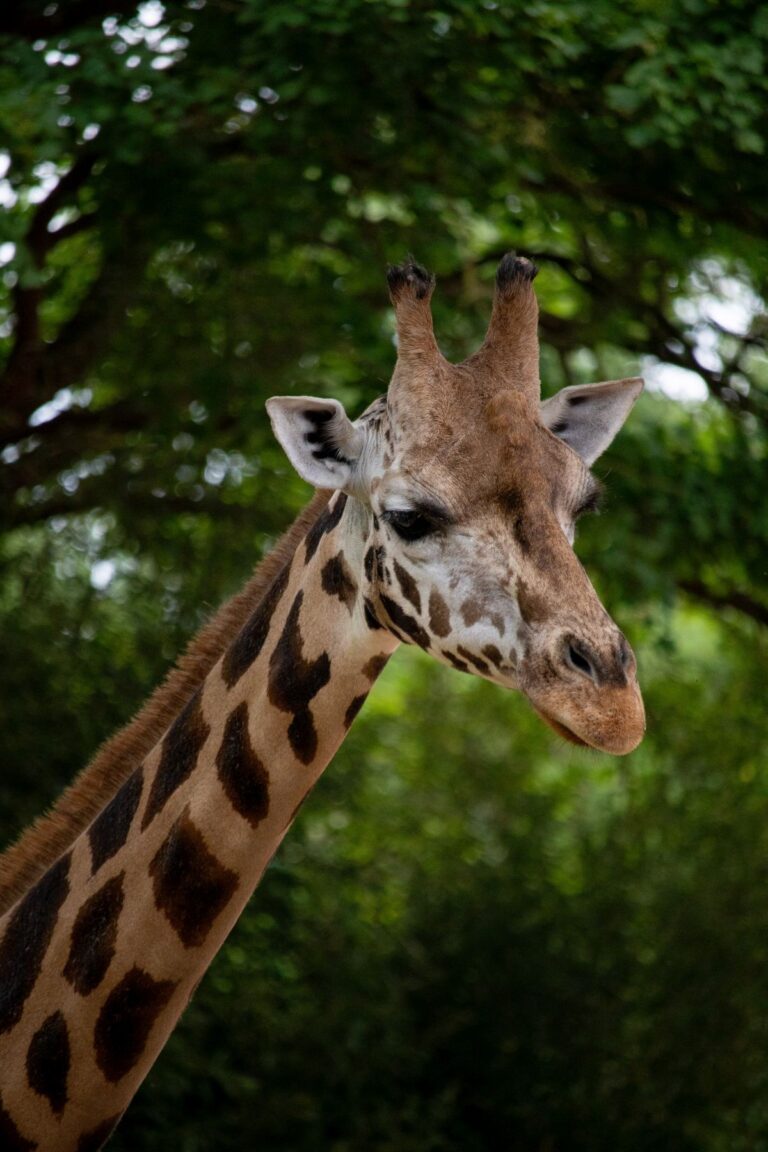 Trauer im Zoo: Giraffe Jamila gestorben. Das Team ist betroffen über den Verlust der liebenswürdigen Giraffe