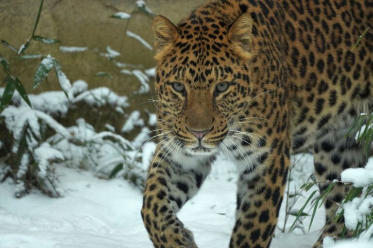 Neuer Lebensabschnitt für Kater Suresh – Leopard reist nach Dänemark