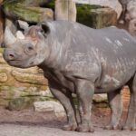 Neues Nashorn „Nasor“ sorgt für Hoffnung auf Nachwuchs im Erlebnis-Zoo und könnte Artenschutz voranbringen