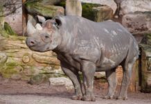 Neues Nashorn „Nasor“ sorgt für Hoffnung auf Nachwuchs im Erlebnis-Zoo und könnte Artenschutz voranbringen