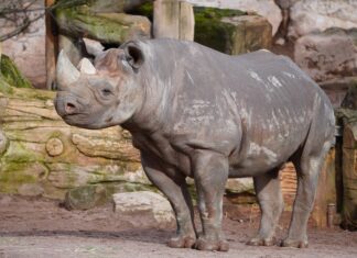 Neues Nashorn „Nasor“ sorgt für Hoffnung auf Nachwuchs im Erlebnis-Zoo und könnte Artenschutz voranbringen