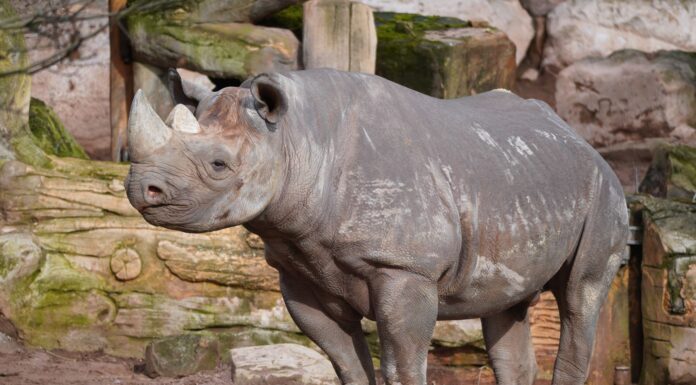 Neues Nashorn „Nasor“ sorgt für Hoffnung auf Nachwuchs im Erlebnis-Zoo und könnte Artenschutz voranbringen