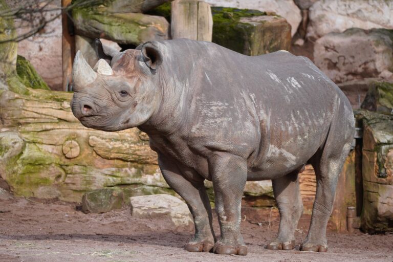 Neues Nashorn „Nasor“ sorgt für Hoffnung auf Nachwuchs im Erlebnis-Zoo und könnte Artenschutz voranbringen