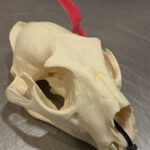 Ein Koffer voll Arbeit: Zoll findet Zigaretten, Fleisch zur Vernichtung und einen Leopardenschädel ohne erforderliche Dokumente