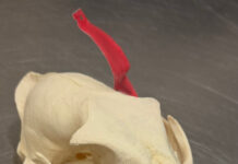 Ein Koffer voll Arbeit: Zoll findet Zigaretten, Fleisch zur Vernichtung und einen Leopardenschädel ohne erforderliche Dokumente