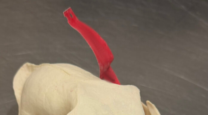 Ein Koffer voll Arbeit: Zoll findet Zigaretten, Fleisch zur Vernichtung und einen Leopardenschädel ohne erforderliche Dokumente