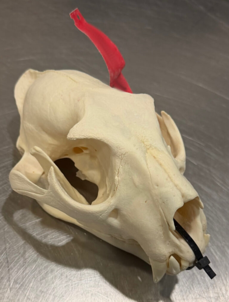 Ein Koffer voll Arbeit: Zigaretten, Fleisch und ein Leopardenschädel entdeckt