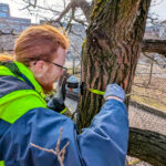 Trockenstress bei alten Bäumen:Ein Dendrometer misst mikrometergenau, sendet alle fünf Minuten Daten und hilft bei Bewässerung