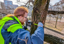 Trockenstress bei alten Bäumen:Ein Dendrometer misst mikrometergenau, sendet alle fünf Minuten Daten und hilft bei Bewässerung