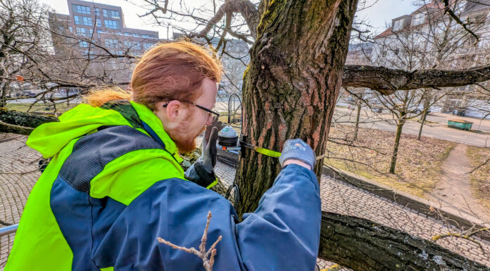 Trockenstress bei alten Bäumen:Ein Dendrometer misst mikrometergenau, sendet alle fünf Minuten Daten und hilft bei Bewässerung
