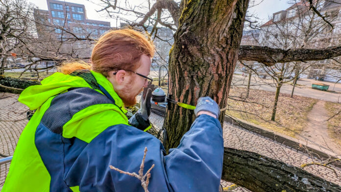 Leo Schmitt bringt das Gerät von einem Hubsteiger aus in vier Metern Höhe an. Trockenstress bei alten Bäumen:Ein Dendrometer misst mikrometergenau, sendet alle fünf Minuten Daten und hilft bei Bewässerung