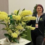 Sieben Preise für "Monsterorchidee": In Dresden räumt der Berggarten ab – die Dendrobium speciosum wird sogar Champion