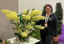 Sieben Preise für Hannovers „Monsterorchidee“ – jetzt sorgt sie für Staunen Sieben Preise für "Monsterorchidee": In Dresden räumt der Berggarten ab – die Dendrobium speciosum wird sogar Champion