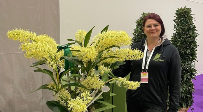 Sieben Preise für "Monsterorchidee": In Dresden räumt der Berggarten ab – die Dendrobium speciosum wird sogar Champion