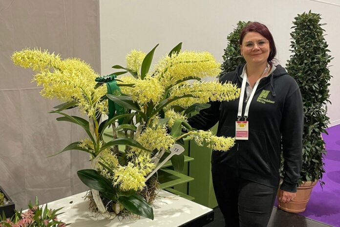 Gärtnerin Ann-Kathrin Becker mit der preisgekrönten Dendrobium speciosum-Orchidee Sieben Preise für "Monsterorchidee": In Dresden räumt der Berggarten ab – die Dendrobium speciosum wird sogar Champion