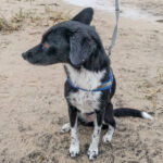 Hunde jetzt an die Leine: Vom 1. April bis 15. Juli gilt Anleinpflicht in Wald und freier Landschaft – das steckt dahinter