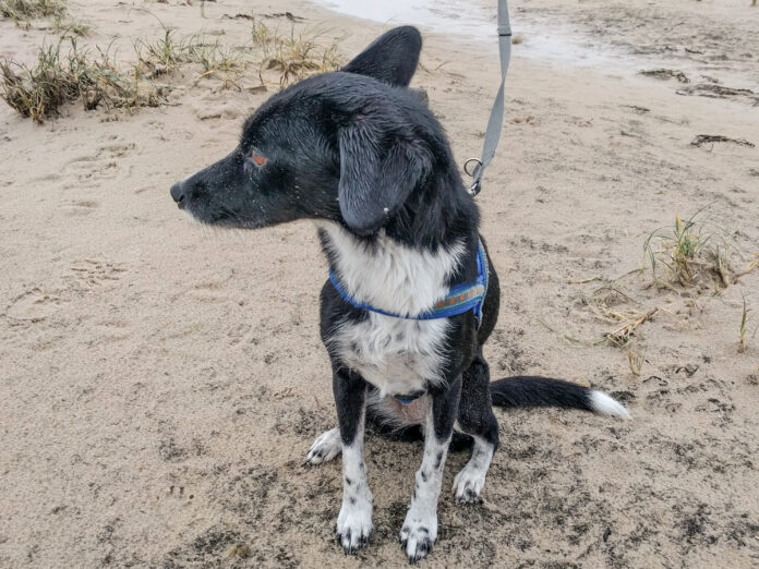 Hunde jetzt an die Leine: Vom 1. April bis 15. Juli gilt Anleinpflicht in Wald und freier Landschaft – das steckt dahinter