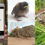 Die App Wildtier-SOS bietet schnelle Hilfe für Wildtiere in Not und unterstützt bei der richtigen Ansprechperson
