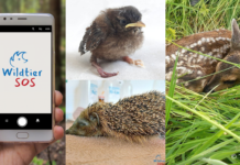 Die App Wildtier-SOS bietet schnelle Hilfe für Wildtiere in Not und unterstützt bei der richtigen Ansprechperson