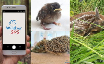 Die App Wildtier-SOS bietet schnelle Hilfe für Wildtiere in Not und unterstützt bei der richtigen Ansprechperson