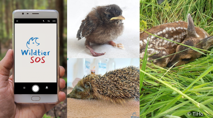 Die App Wildtier-SOS bietet schnelle Hilfe für Wildtiere in Not und unterstützt bei der richtigen Ansprechperson