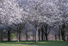 Kirschbäume erinnern an Opfer: Beim Kirschblütenfest gibt’s Teezeremonie, Kampfkunst, Cosplay und Picknick
